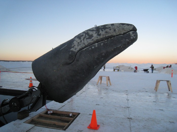 Big Miracle<br /><i>Whale Puppeteer</i>